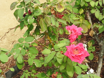 DSCN0758