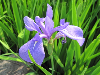 8 カキツバタ(紫)
