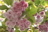 八重桜近景