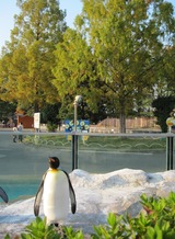 H22.11.12ペンギンとメタセ