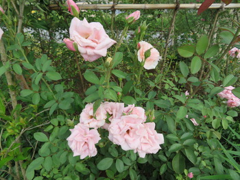 21桜貝