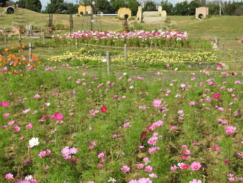 DSCN0996