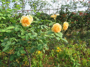 IMG_1965