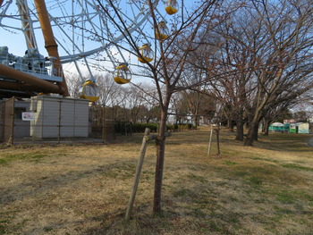 15河津桜(つぼみ)