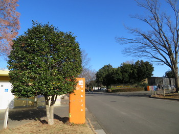 24ツバキ(侘助)
