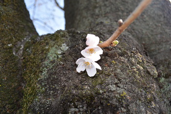 23 桜