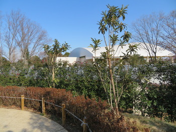20ビワ