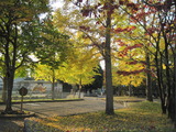 H22.11.12イチョウ(ラクダ舎前)