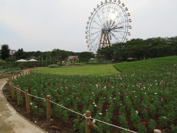 15コスモス(遠景)