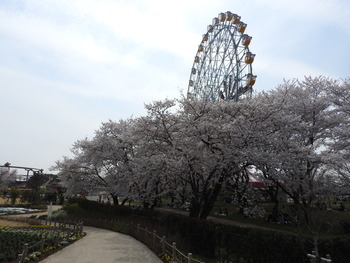 27桜(観覧車前)