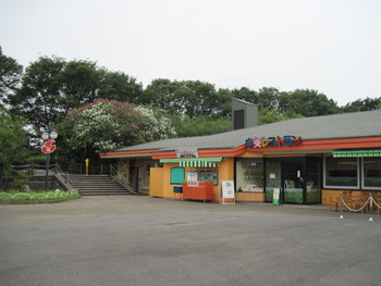 22 キョウチクトウ(中央レストラン横)