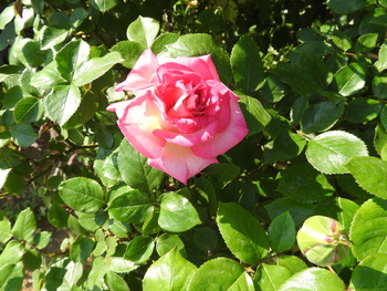 DSCN2043