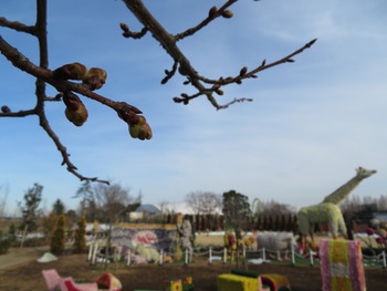 31河津桜のつぼみ(チーズ下)