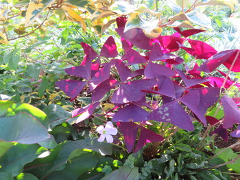 7花