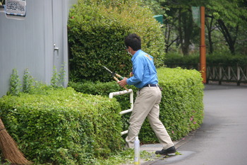 剪定