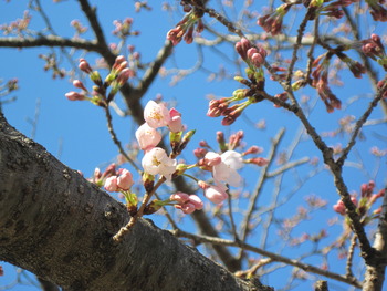 26桜(ハッピーオントイレ横)