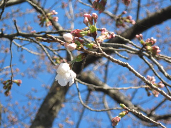 26桜(ハッピーオントイレ横)2