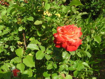 DSCN2111