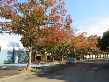2018.11.7紅葉(ほたリウム前)