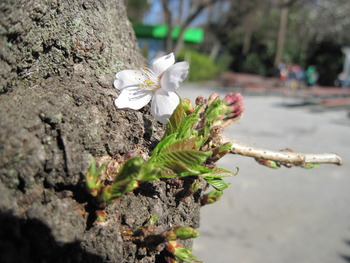 24桜2