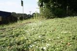 芝桜(白)