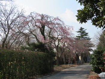 24¥·¥À¥ì¥¶¥¯¥é1