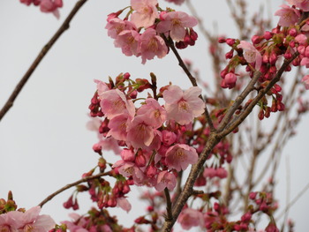 24陽光桜