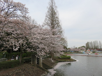 9白鳥の池