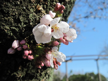 26基準木開花