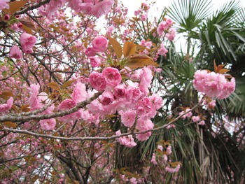 H23.4.18 八重桜