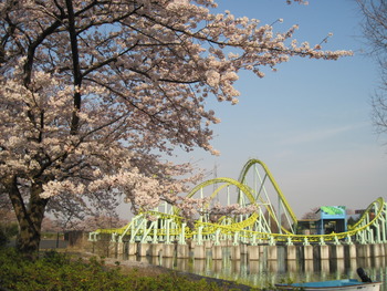 30桜(カワセミ)