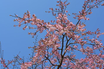 23 枝垂桜1