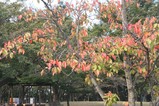 10・18サクラ