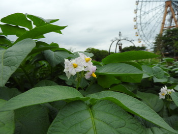 DSCN3008