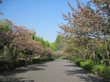 23八重桜