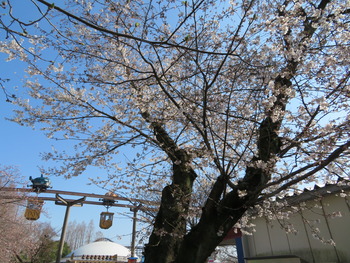 25桜(基準木)