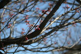 寒緋桜(近景)