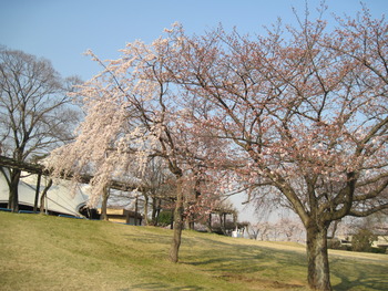 30桜(シダレ ソメイヨシノ)