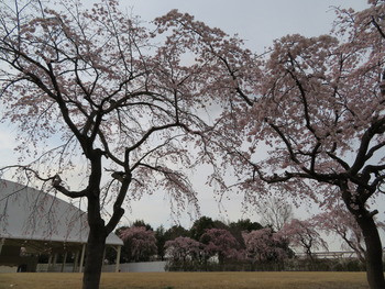 24枝垂桜(ステージ)