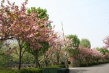 八重桜遠景