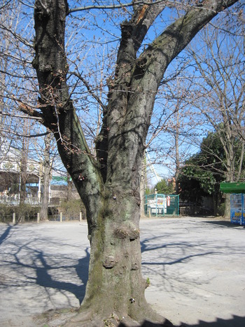 24基準木