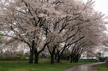 7桜3