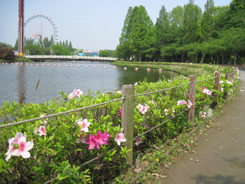 8 ツツジ(白鳥の池)