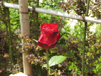 DSCN5244