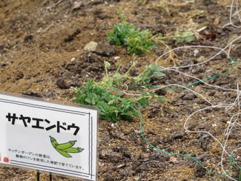25サヤエンドウ