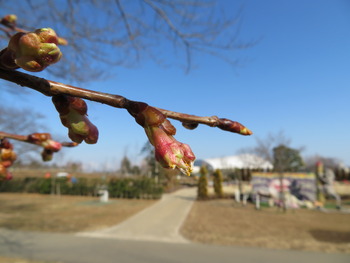 20河津桜(アップ)