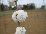 H23.4.15 庭桜2