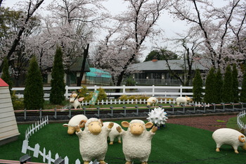 7桜6