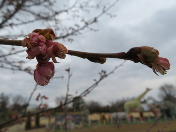25河津桜