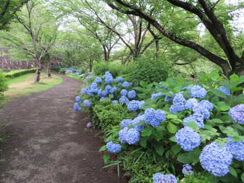 2018.6.16アジサイ(遠景)
